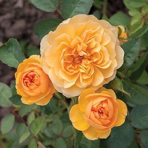 Zlatožlutá - Stromková růže s klasickými květy - stromková růže s keřovitým tvarem koruny